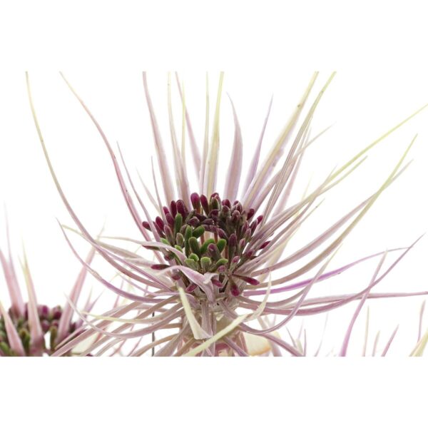 Decorative Plant DKD Home Decor Brown Polyethylene Green PVC 40 x 40 x 120 cm (2 Units) - Image 4