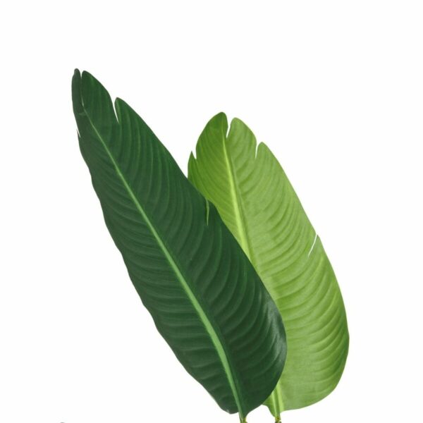 Decorative Plant PVC Iron Bird of paradise 150 cm - Image 2