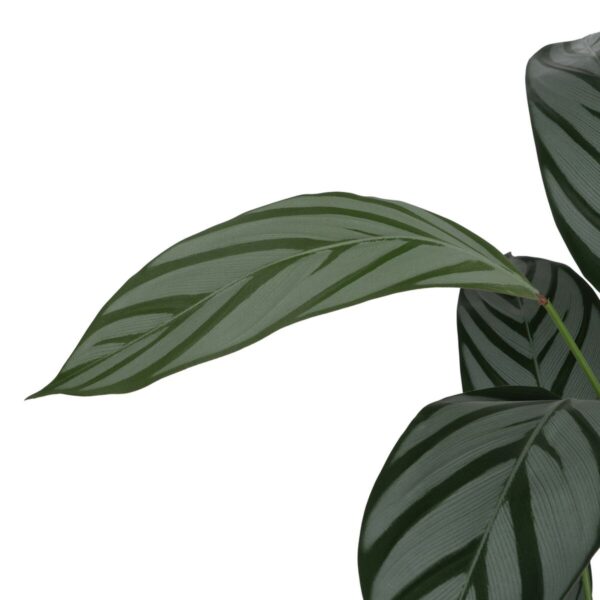 Decorative Plant PVC Cement Fabric 40 x 40 x 150 cm - Image 2